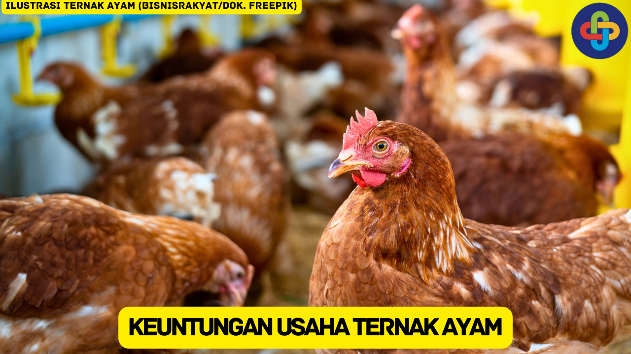 Ketahui 7 Keuntungan Usaha Ternak Ayam yang Minim Resiko