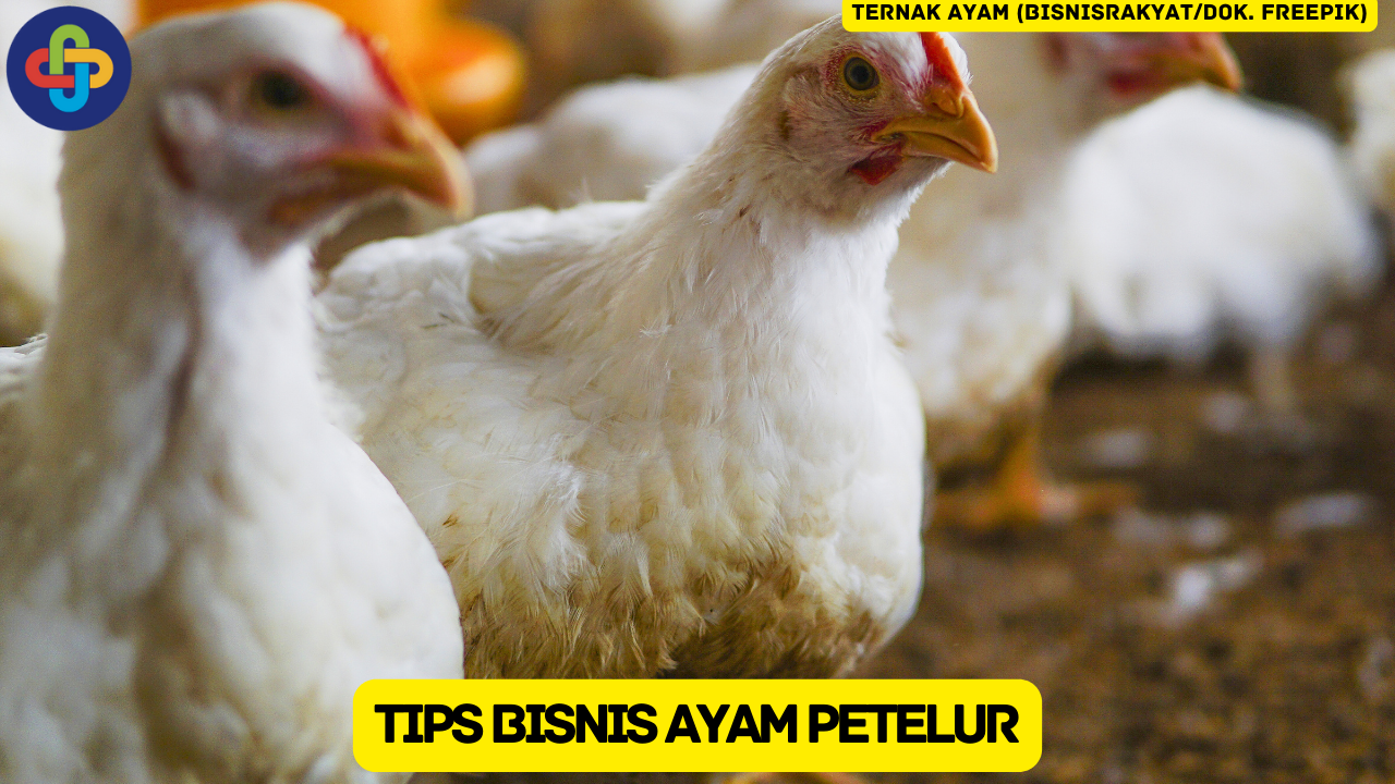 Memulai Usaha Ternak Ayam Petelur? Simak 10 Tips Suksesnya