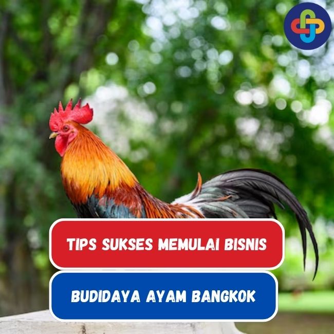 10 Langkah Sukses Memulai Bisnis Budidaya Ayam Bangkok