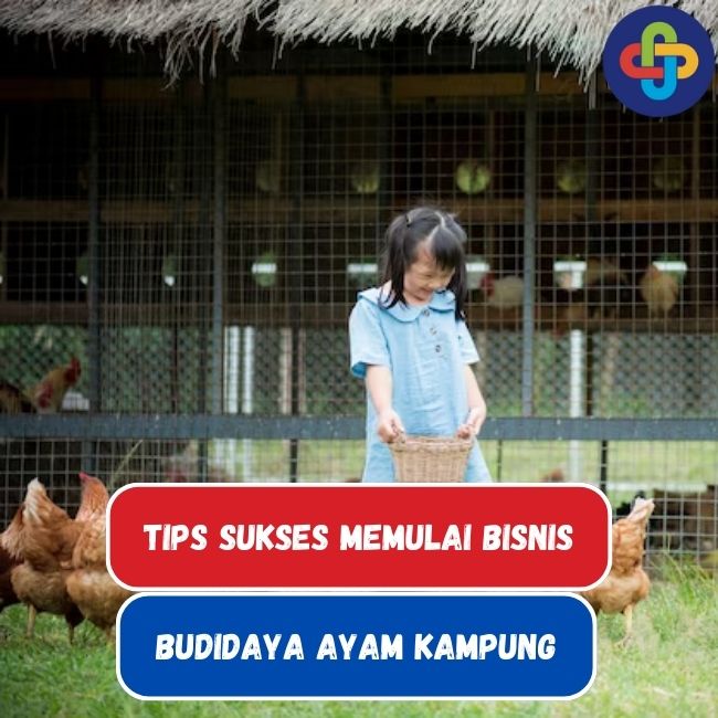 9 Tips Sukses Memulai Bisnis Budidaya Ayam Kampung
